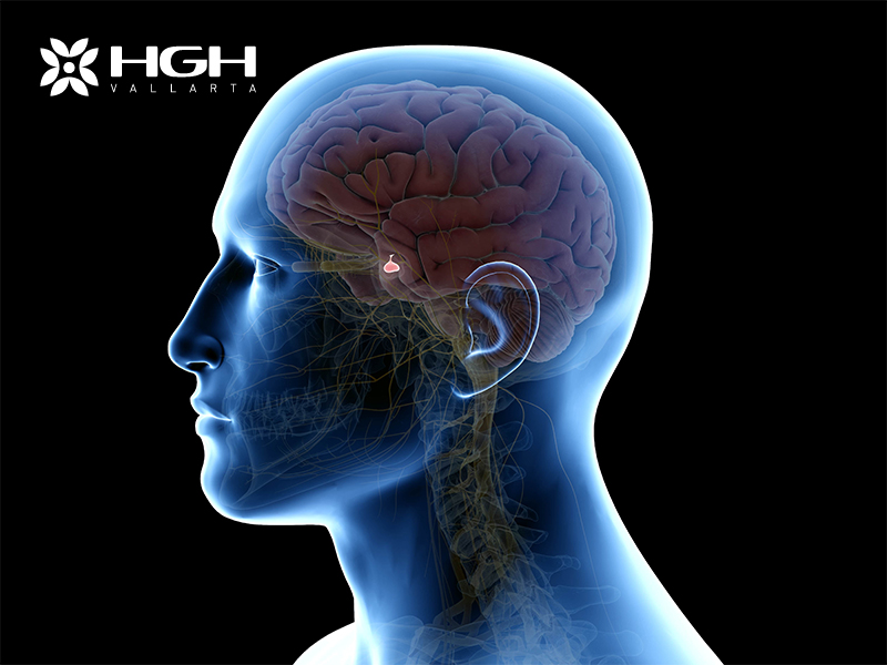 HGH for Sale and the Pituitary Gland